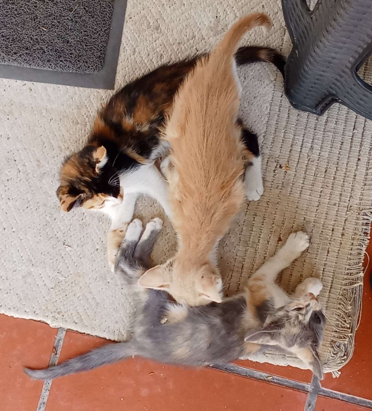 these babies are so cute !! yellow's my fav !! they are farm kitties and aren't allowed inside since dad's got a cat allergy, so i never got their names memorized. but their names are, Do, Re and Mi. yes, the musical notes. don't ask me why and don't ask me which is which i have no idea